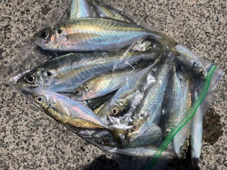 ５月７日　釣果情報