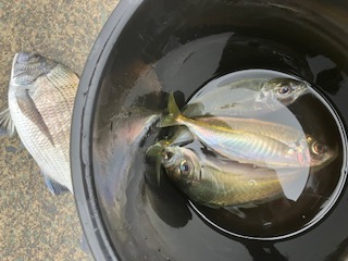 ５月１１日　釣果情報
