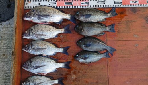 6月18日　釣果情報