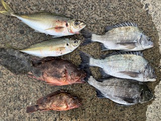 ６月１日　ここ最近の釣果