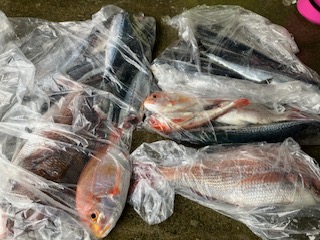 6月8日　釣果情報
