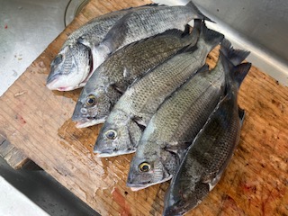 ７月１日　釣果情報