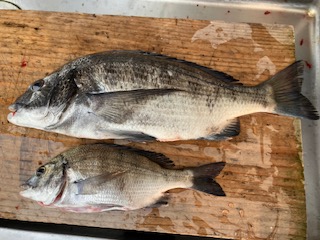 ７月８日　釣果情報