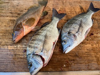 ７月２０日　釣果情報