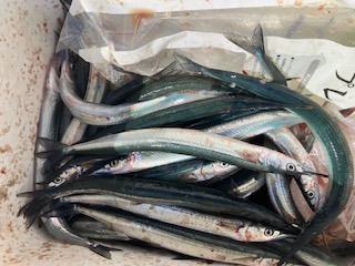 ６月３０日　釣果情報