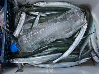 ７月７日　釣果情報