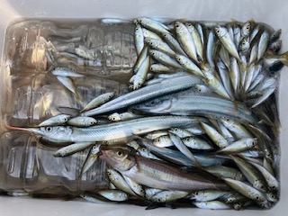 7月4日　釣果情報