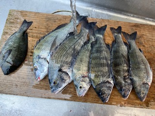 ７月２８日　釣果情報