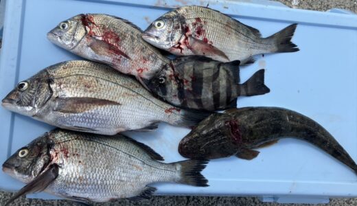 ８月１日　釣果情報