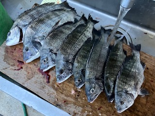 ８月５日　釣果情報