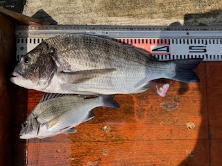 ８月１５日　釣果情報