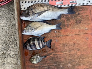８月２３日　釣果情報