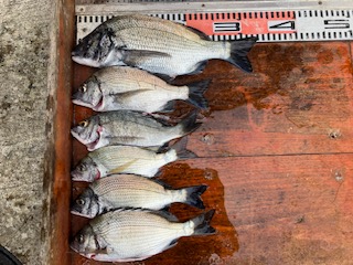 ８月２０日　釣果情報