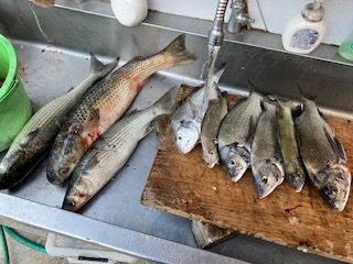 ８月４日　釣果情報