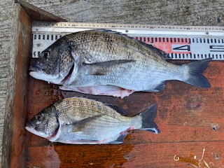 ８月２２日　釣果情報
