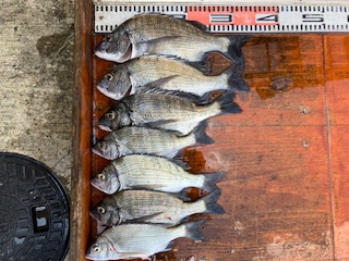 ８月１４日　釣果情報