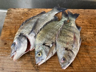 ９月９日　釣果情報