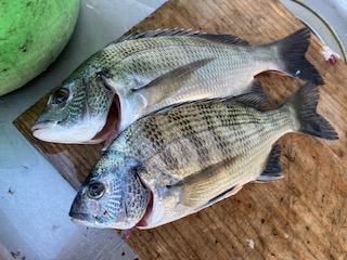 ９月２６日　釣果情報