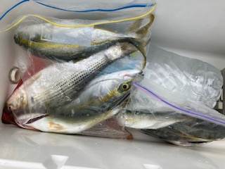 ９月２２日　釣果情報