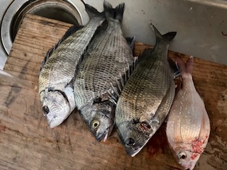 ９月１４日　釣果情報