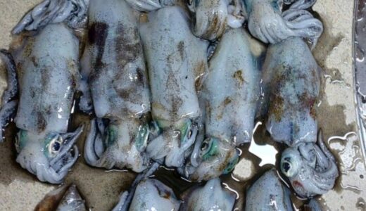 ９月２８日　釣果情報