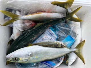 １０月１２日　釣果情報