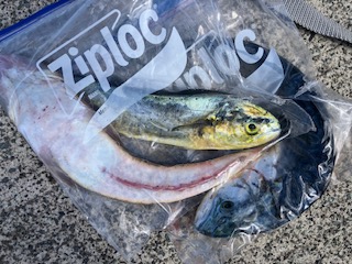 １０月１３日　釣果情報