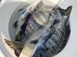 １０月２９日　釣果情報