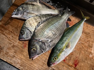 １０月１９日　釣果情報