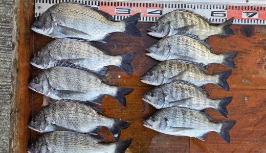 11月11日　釣果情報