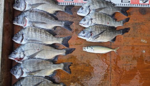 １１月２０日　釣果情報