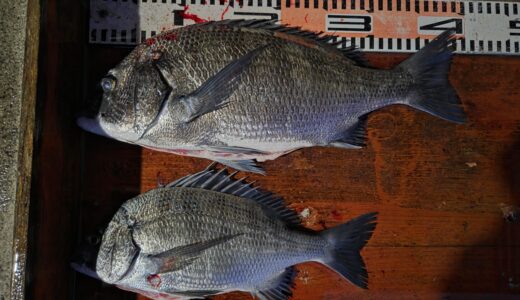 １１月２１日　釣果情報