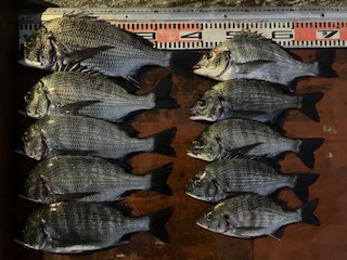 １１月１３日　釣果情報