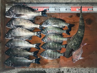 １１月２３日　釣果情報