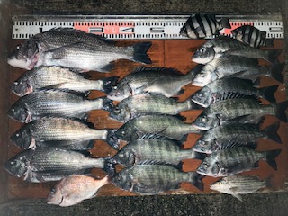 １１月２５日　釣果情報