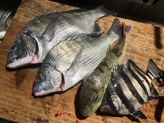 １１月１７日　釣果情報