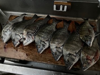 １１月２日　釣果情報