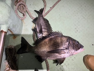 １１月２７日　釣果情報