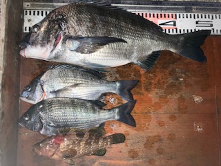 １１月２９日　釣果情報