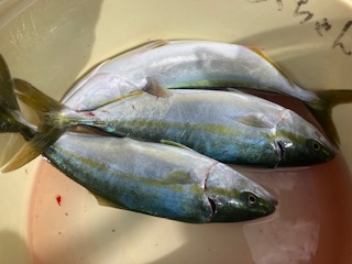 １１月４日　釣果情報