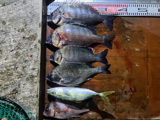 １１月１５日　釣果情報