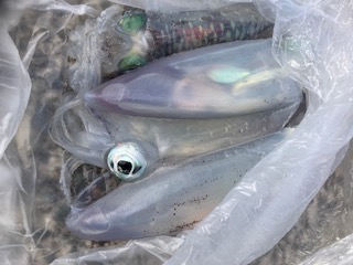 １１月１２日　釣果情報