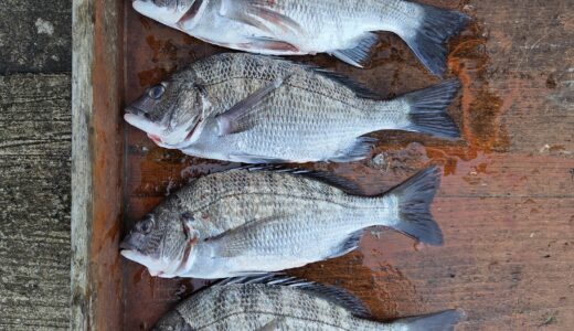 １２月６日　釣果情報