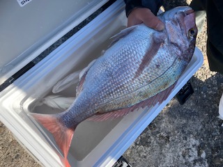 １１月３０日　釣果情報