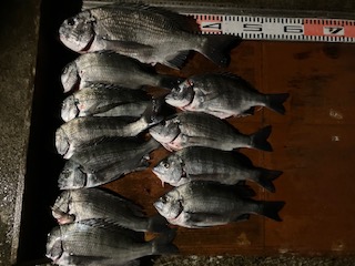 １２月５日　釣果情報