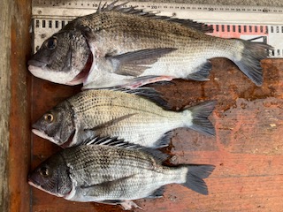 １２月１日　釣果情報