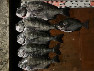 １２月２日　釣果情報