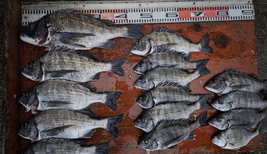 １２月１７日　釣果情報