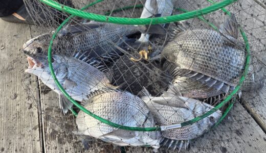 １月７日　釣果情報