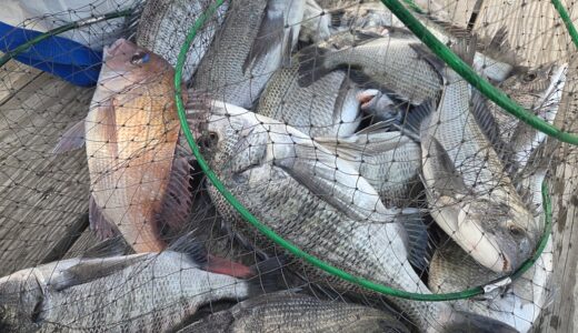 １月１６日　釣果情報